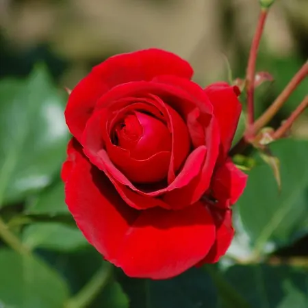 Ferienbauernhof Liesenberg Obstwiesenhaus Kischbaum Fehmarn
