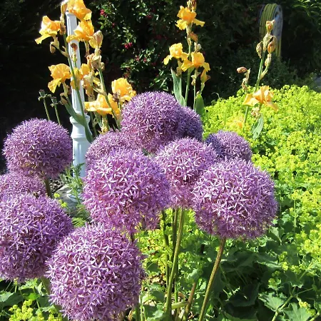 Prázdninový dům Ferienbauernhof Liesenberg Obstwiesenhaus Kischbaum Fehmarn