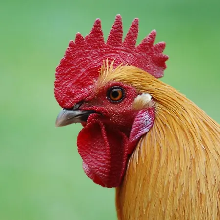 Ferienbauernhof Liesenberg Obstwiesenhaus Kischbaum * Fehmarn