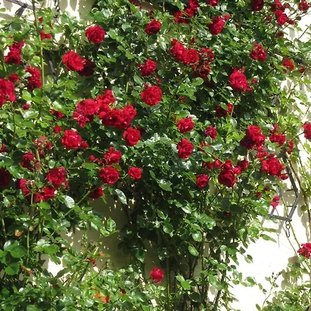 Ferienbauernhof Liesenberg Obstwiesenhaus Kischbaum Prázdninový dům